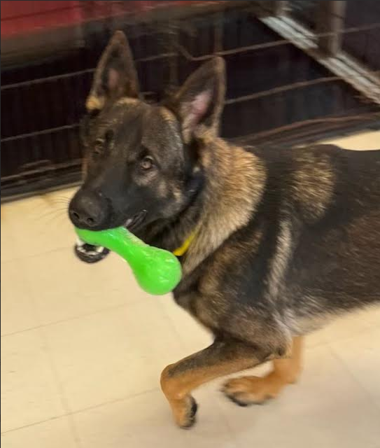 Ruger